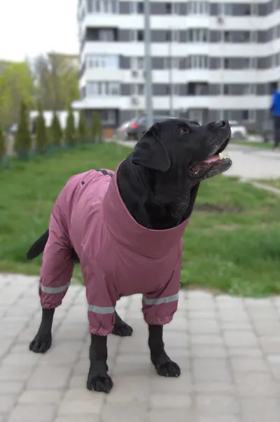 Дощовик для великих собак сливовий